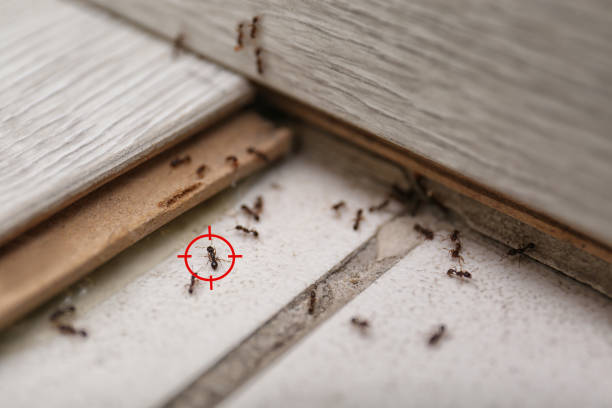 Best Wildlife Control Services  in Gardner, IL