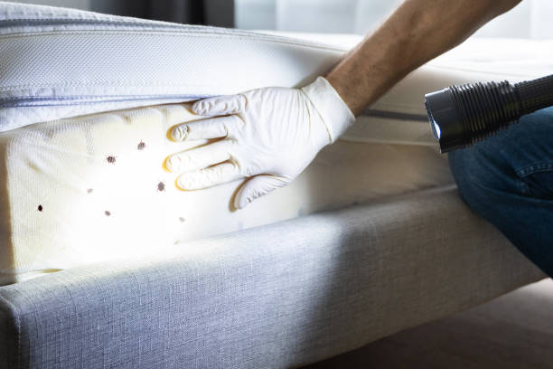 Best Wasp Removal Services  in Gardner, IL